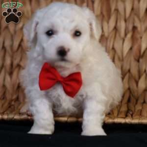 Bobby, Bichon Frise Puppy